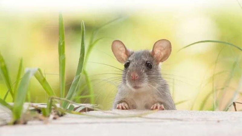 Giải mã chi tiết nằm mơ thấy chuột điềm gì? Giải mã chi tiết nằm mơ thấy chuột điềm gì?