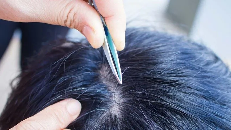 Mơ thấy mình đang nhổ tóc bạc Mơ thấy mình đang nhổ tóc bạc