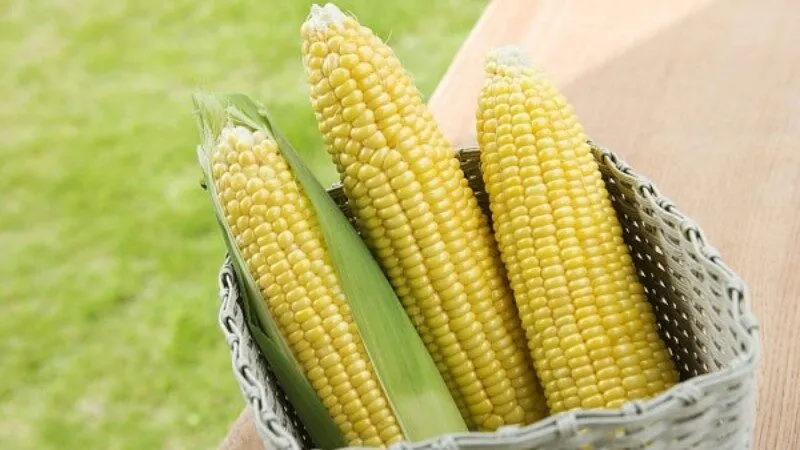 Nằm mơ thấy trái bắp đánh số gì để trúng lớn Nằm mơ thấy trái bắp đánh số gì để trúng lớn