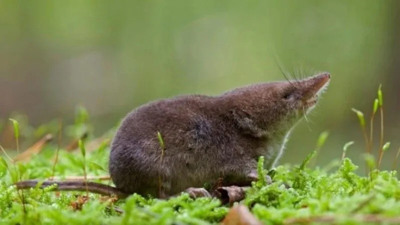 Nằm mơ thấy chuột chũi dự báo điềm xấu Nằm mơ thấy chuột chũi dự báo điềm xấu