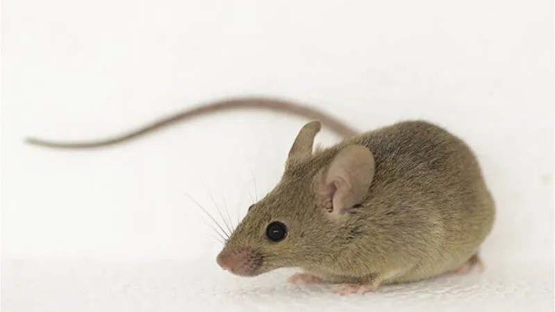 Nằm mơ thấy chuột nhắt nhắc nhở bạn chú ý đến công việc Nằm mơ thấy chuột nhắt nhắc nhở bạn chú ý đến công việc