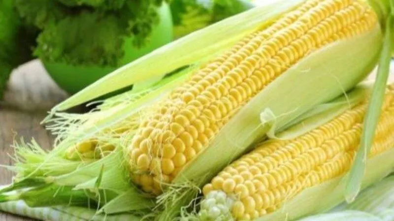 Nằm mơ thấy trái bắp đánh số gì? Nằm mơ thấy trái bắp báo hiệu điều may mắn Nằm mơ thấy trái bắp đánh số gì? Nằm mơ thấy trái bắp báo hiệu điều may mắn